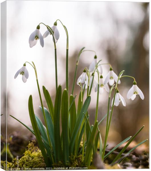 Spring Woodland Snowdrops Canvas Print by Peter Greenway