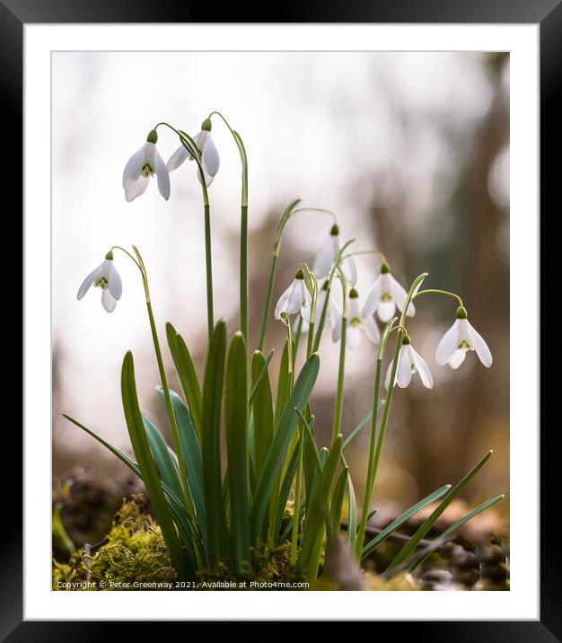 Spring Woodland Snowdrops Framed Mounted Print by Peter Greenway