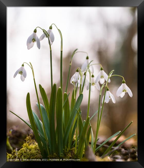 Spring Woodland Snowdrops Framed Print by Peter Greenway