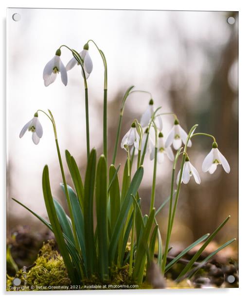 Spring Woodland Snowdrops Acrylic by Peter Greenway
