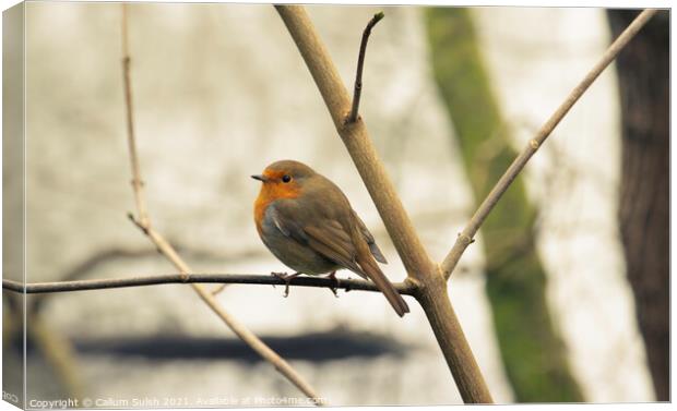 Tweet Tweet Twiddly Deet Canvas Print by Callum Sulsh