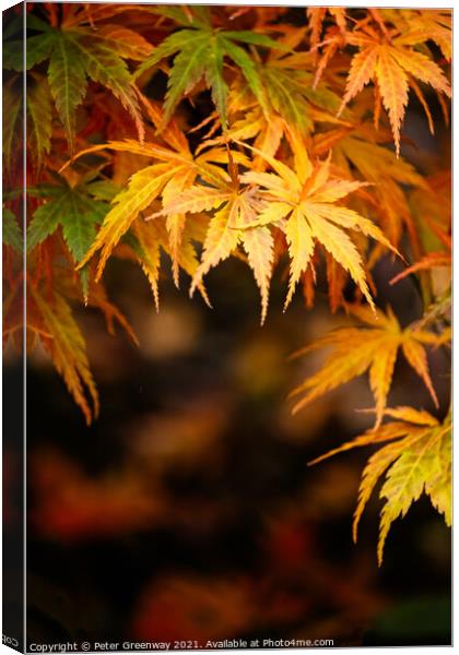 Autumnal Acer Leaves On The Trees At Batsford Arbo Canvas Print by Peter Greenway
