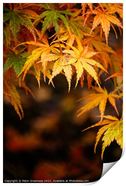 Autumnal Acer Leaves On The Trees At Batsford Arbo Print by Peter Greenway
