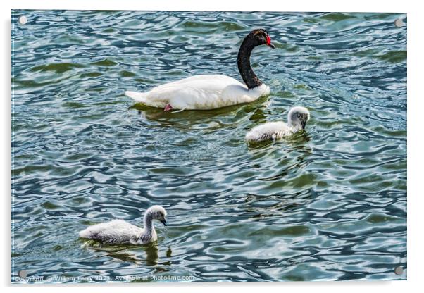Black-necked Swans Babies Punta Natales Chile Acrylic by William Perry