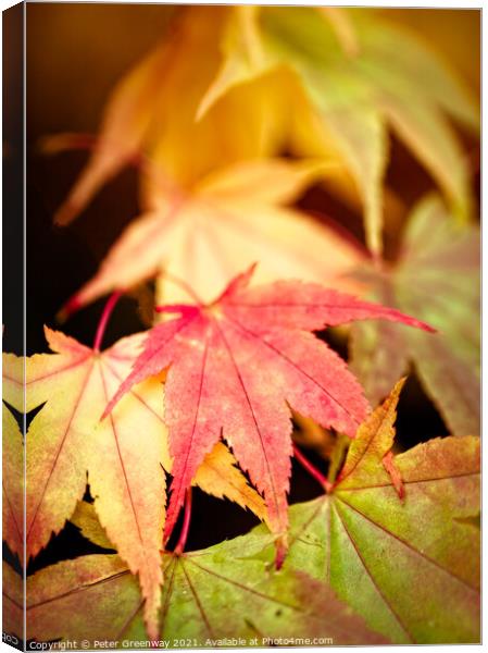 Colourful Autumn Japanese Maple Leaves At Batsford Canvas Print by Peter Greenway