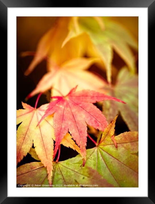 Colourful Autumn Japanese Maple Leaves At Batsford Framed Mounted Print by Peter Greenway