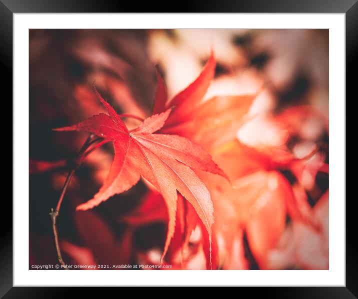 Autumnal Acer Leaves On The Trees At Batsford Arbo Framed Mounted Print by Peter Greenway