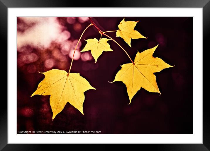 Yellow Cappadocian Maple Autumn Leaves At Batsford Framed Mounted Print by Peter Greenway