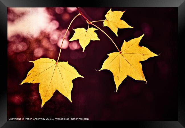 Yellow Cappadocian Maple Autumn Leaves At Batsford Framed Print by Peter Greenway