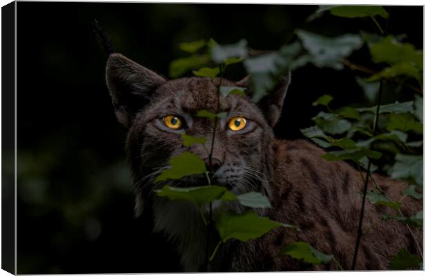 Lynx Hunting at Night Canvas Print by Arterra 