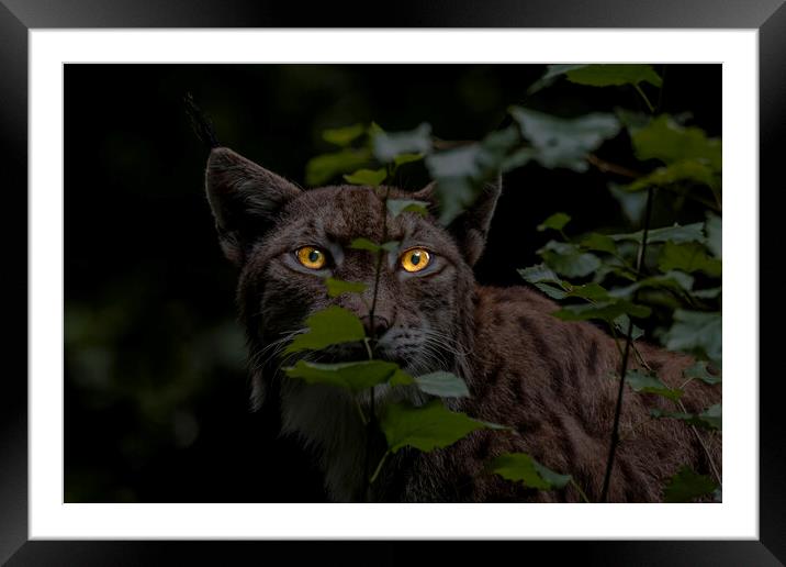 Lynx Hunting at Night Framed Mounted Print by Arterra 