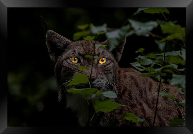 Lynx Hunting at Night Framed Print by Arterra 