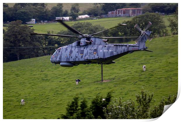 Royal Navy Striped Merlin Print by Oxon Images