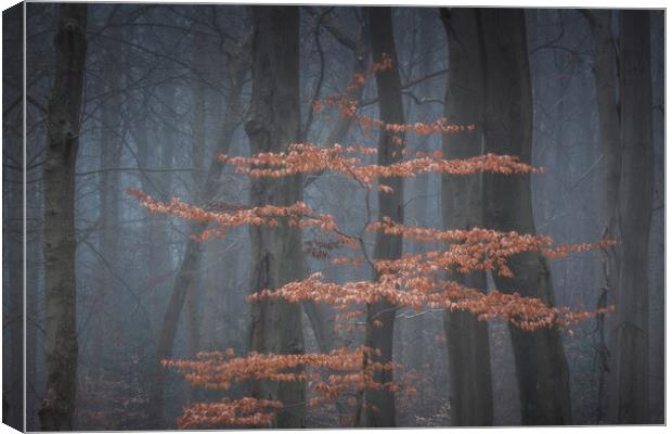 Cook Spring Wood Canvas Print by Paul Andrews