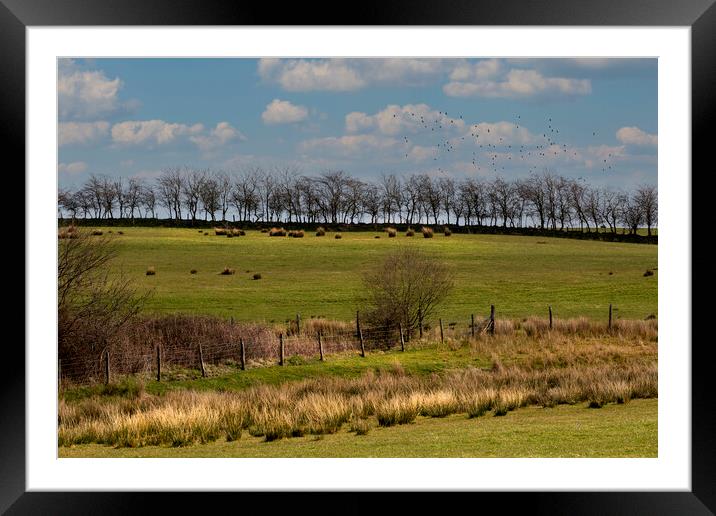 Tree lined field Framed Mounted Print by Leighton Collins