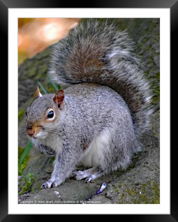 Squirrel in Springtime Framed Mounted Print by Mark Ward