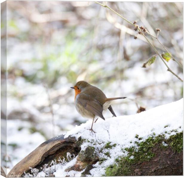 Robin in the snow  Canvas Print by David Hughes