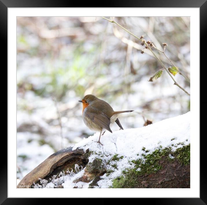 Robin in the snow  Framed Mounted Print by David Hughes