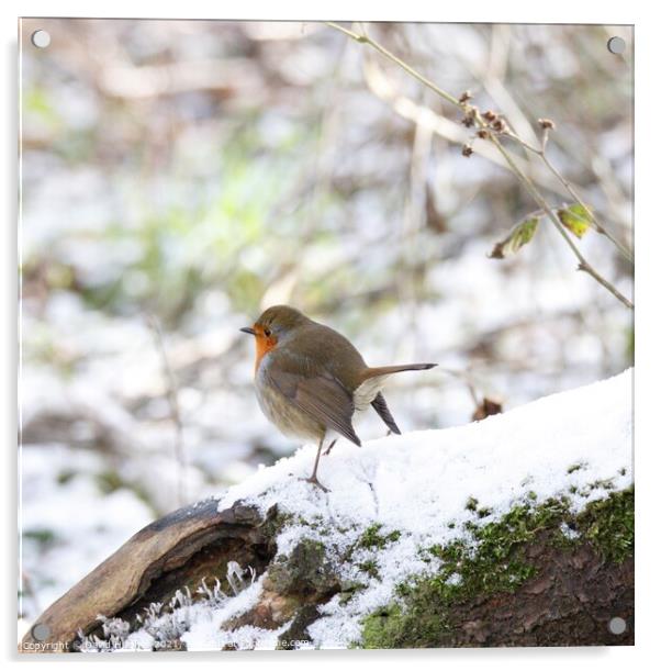 Robin in the snow  Acrylic by David Hughes