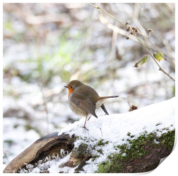 Robin in the snow  Print by David Hughes
