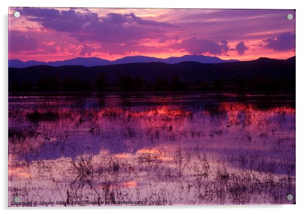 Bosque sunset - purple Acrylic by Steven Ralser