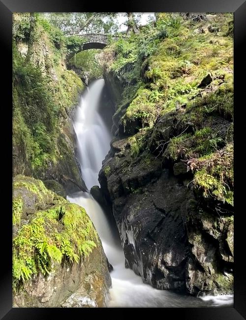Aira Force Framed Print by Paula Connelly