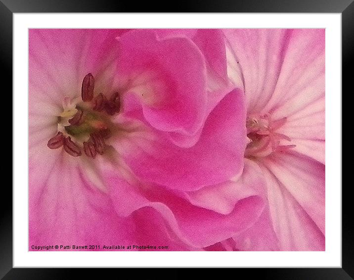 pink ruffles and flourishes Framed Mounted Print by Patti Barrett