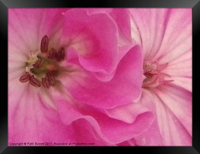 pink ruffles and flourishes Framed Print by Patti Barrett