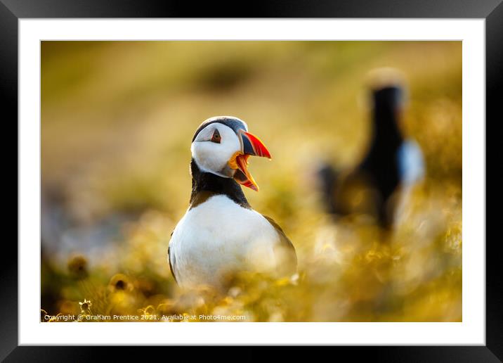 Atlantic Puffin Framed Mounted Print by Graham Prentice