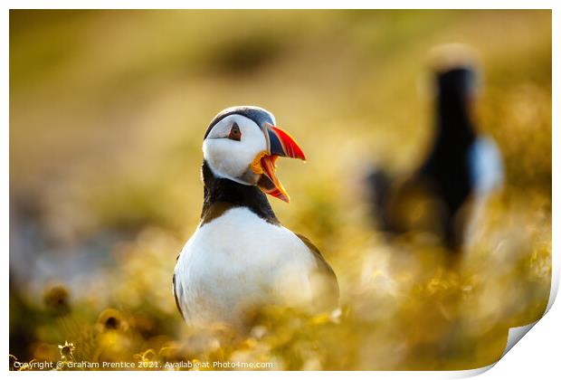 Atlantic Puffin Print by Graham Prentice