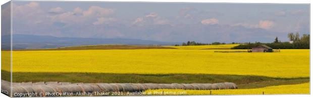 A large Very prominent yellow color canola field panorama Canvas Print by PhotOvation-Akshay Thaker