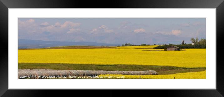 A large Very prominent yellow color canola field panorama Framed Mounted Print by PhotOvation-Akshay Thaker