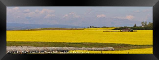 A large Very prominent yellow color canola field panorama Framed Print by PhotOvation-Akshay Thaker