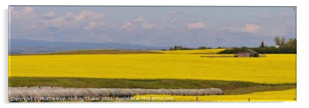 A large Very prominent yellow color canola field panorama Acrylic by PhotOvation-Akshay Thaker
