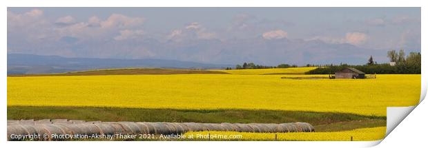 A large Very prominent yellow color canola field panorama Print by PhotOvation-Akshay Thaker