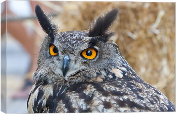 Eagle Owl Canvas Print by Peter West
