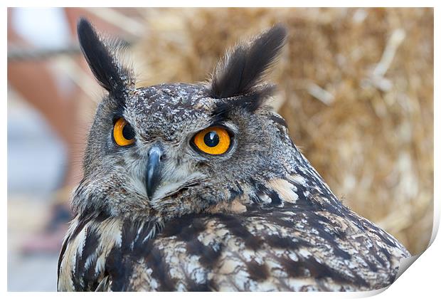 Eagle Owl Print by Peter West