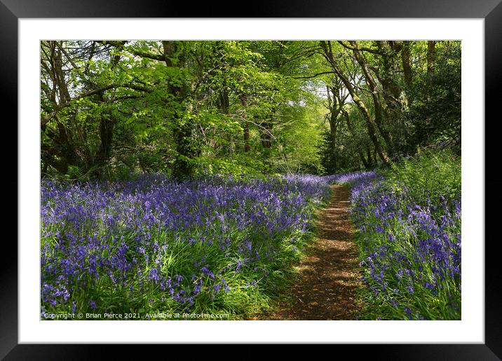 Bluebell Wood, Cornwall  Framed Mounted Print by Brian Pierce
