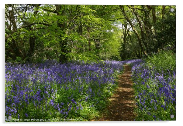 Bluebell Wood, Cornwall  Acrylic by Brian Pierce