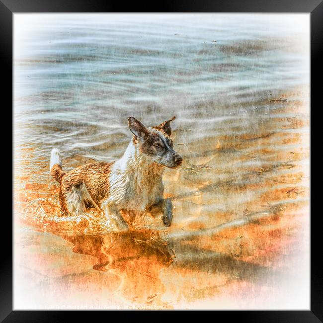 Happy Dog Enjoys A Swim in the Clyde Framed Print by Tylie Duff Photo Art