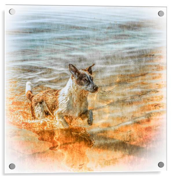 Happy Dog Enjoys A Swim in the Clyde Acrylic by Tylie Duff Photo Art