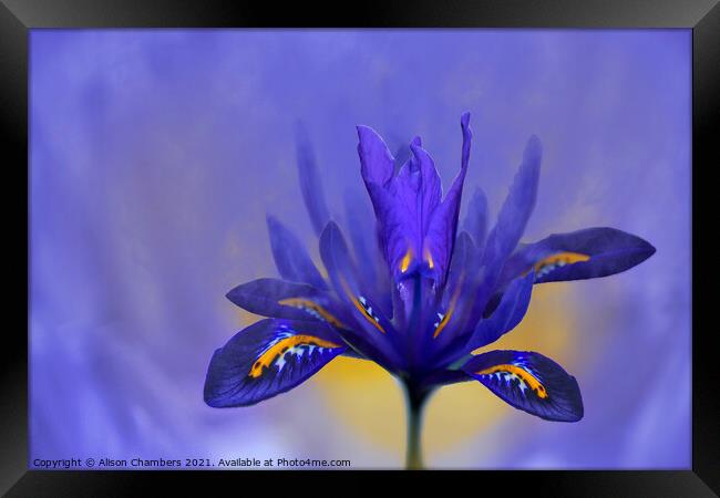 Iris Flower Framed Print by Alison Chambers