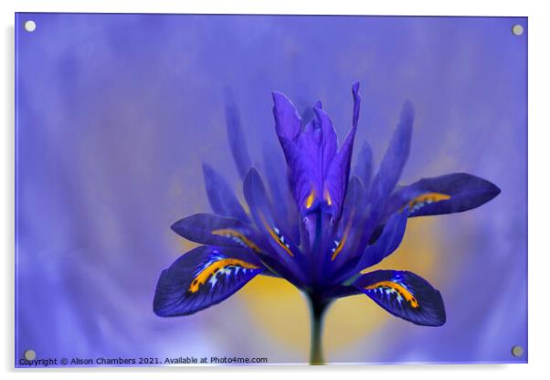 Iris Flower Acrylic by Alison Chambers