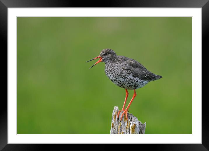Common Redshank Calling Framed Mounted Print by Arterra 