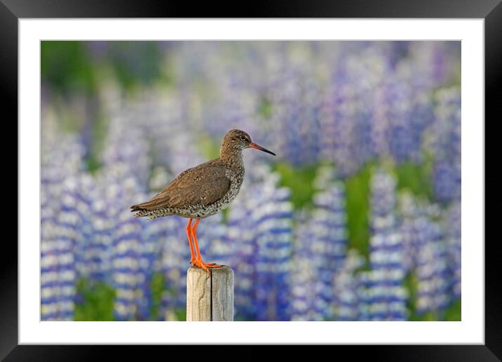 Redshank and Lupines Framed Mounted Print by Arterra 