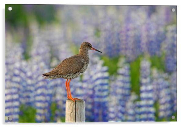 Redshank and Lupines Acrylic by Arterra 