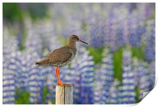 Redshank and Lupines Print by Arterra 