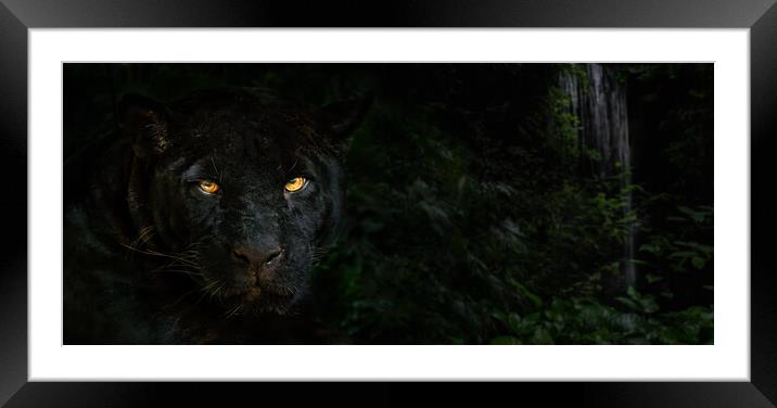 Black Panther in the Jungle at Night Framed Mounted Print by Arterra 