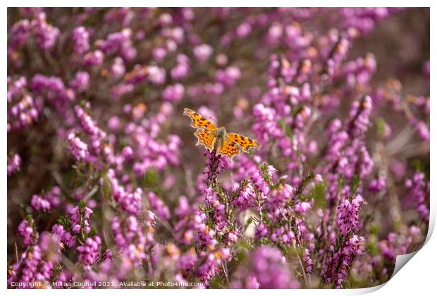 Comma Butterfly on heather Print by Milton Cogheil