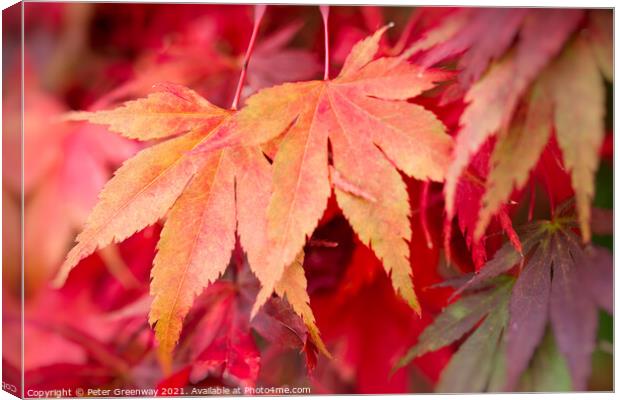Colourful Autumn Maple Leaves At Batsford Arboretu Canvas Print by Peter Greenway